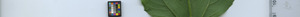 leafstrip