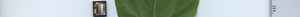 leafstrip