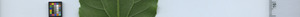 leafstrip