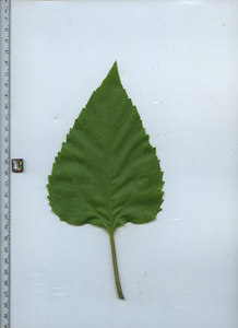 leaftop