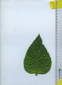 leaftop