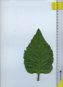 leaftop