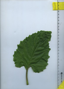leaftop
