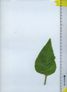 leaftop