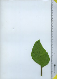 leaftop
