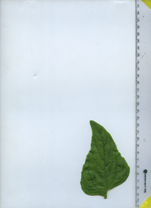 leaftop