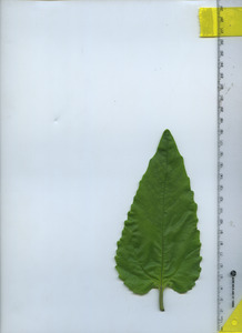 leaftop