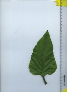 leaftop