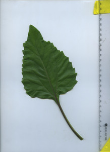 leaftop