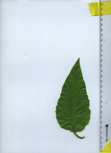 leaftop