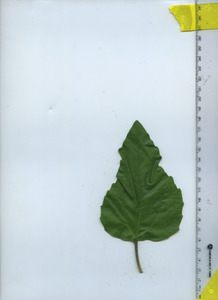 leaftop