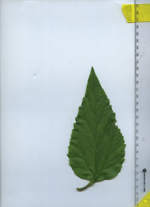 leaftop
