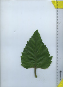 leaftop