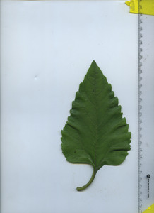 leaftop