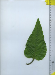 leaftop