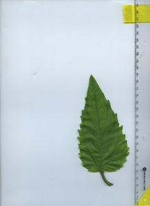 leaftop
