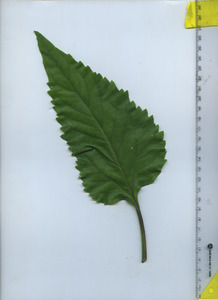 leaftop