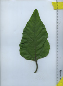 leaftop
