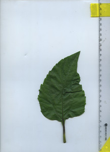 leaftop