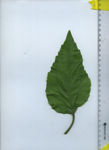 leaftop