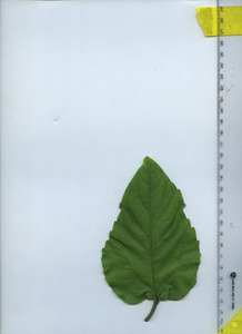 leaftop