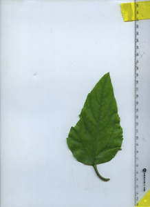 leaftop