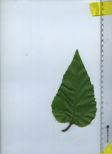 leaftop