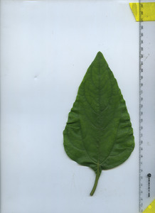 leaftop