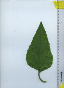 leaftop