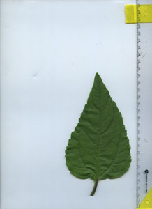 leaftop