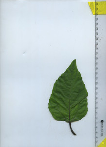 leaftop