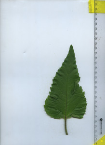 leaftop