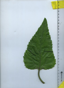 leaftop