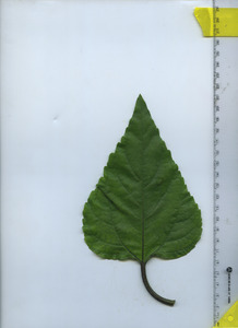 leaftop