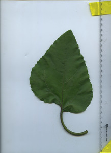 leaftop