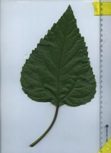 leaftop