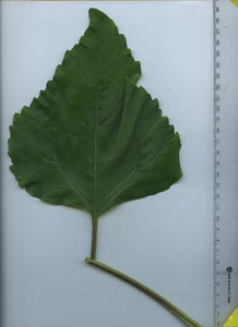 leaftop