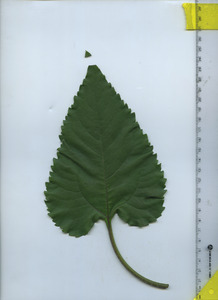 leaftop
