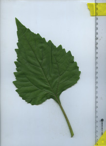 leaftop
