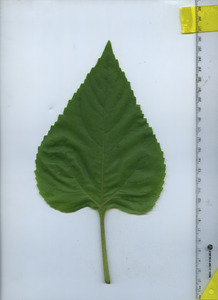 leaftop