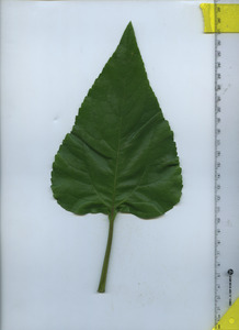 leaftop