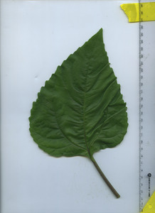 leaftop