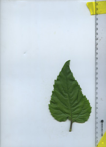 leaftop