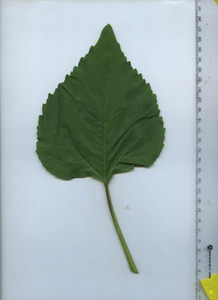 leaftop