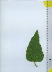 leaftop