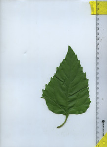 leaftop