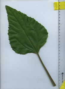 leaftop