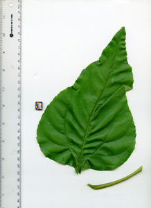 leaftop