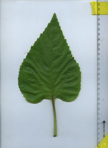 leaftop