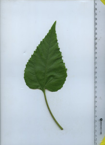 leaftop